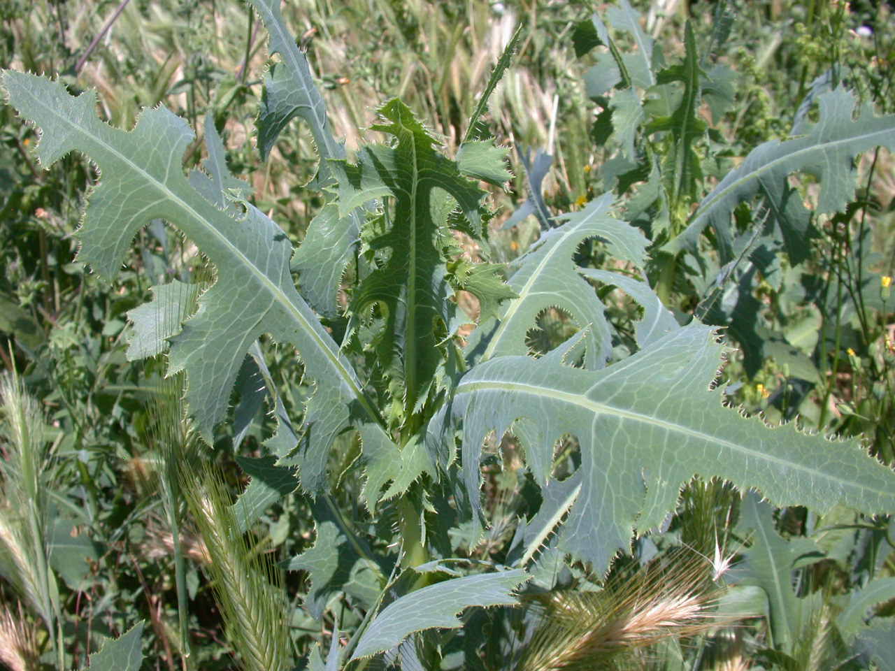 Lactuca sativa subsp. serriola / Lattuga selvatica